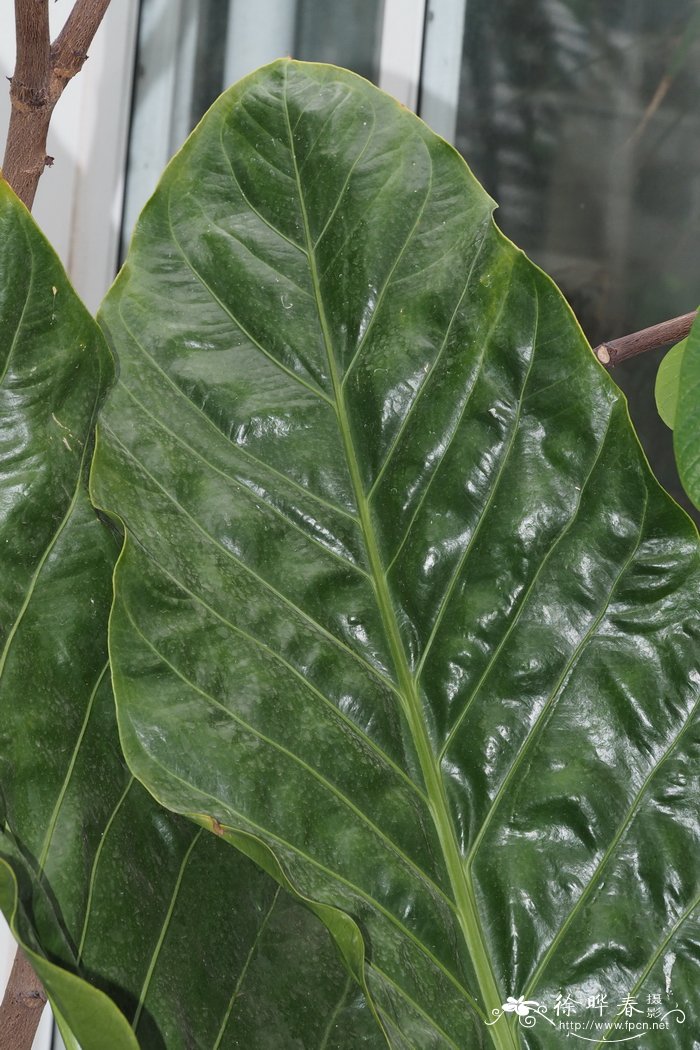 鹊巢花烛Anthurium schlechtendalii