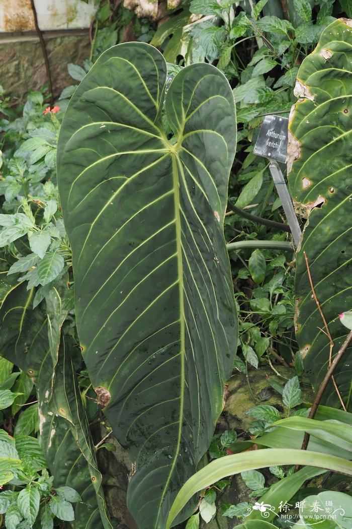 皱叶花烛Anthurium veitchii