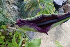 普通龙木芋Dracunculus vulgaris