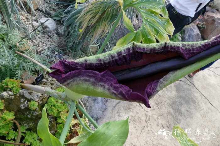 普通龙木芋Dracunculus vulgaris