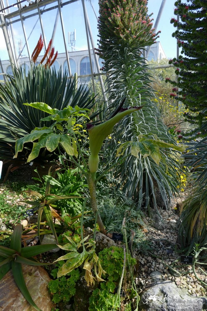 普通龙木芋Dracunculus vulgaris