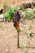 花磨芋Amorphophallus konjac