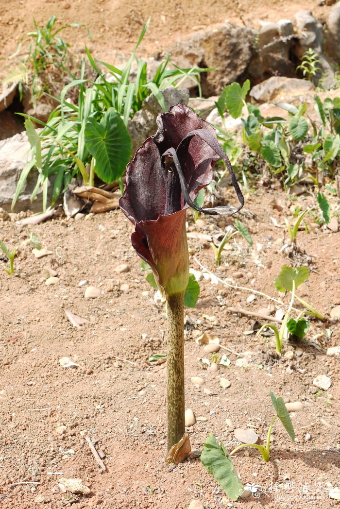 花磨芋Amorphophallus konjac