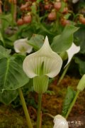 白苞南星Arisaema candidissimum