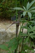 留坝南星Arisaema ciliatum var. liubaense