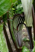象南星Arisaema elephas