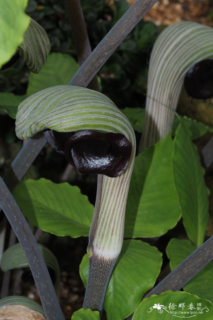 普陀南星Arisaema ringens