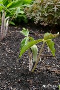 细齿南星Arisaema serratum
