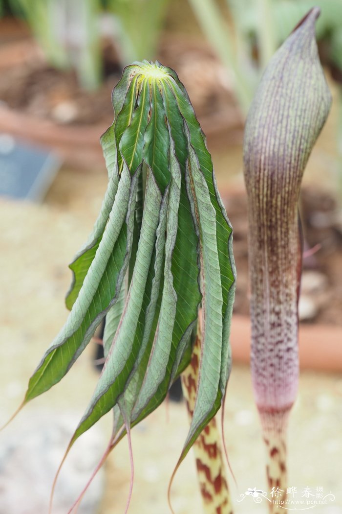 蓬莱南星Arisaema taiwanense