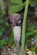 浦岛南星Arisaema thunbergii subsp. urashima