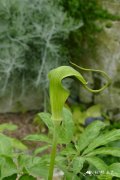 曲序南星Arisaema tortuosum