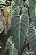 黑叶喜林芋Philodendron melanochrysum