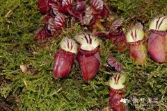 土瓶草 Cephalotus follicularis