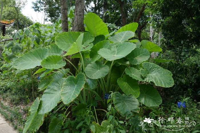 大野芋 Colocasia gigantea