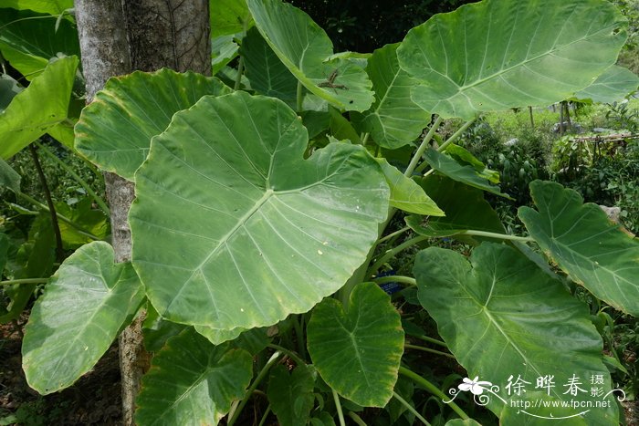 大野芋 Colocasia gigantea