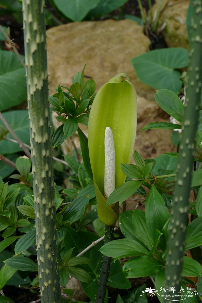 长柄刺芋Anchomanes difformis