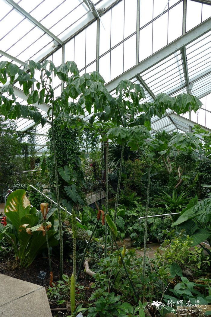 长柄刺芋Anchomanes difformis