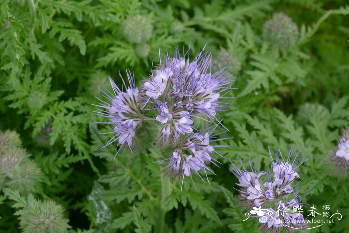 蓝翅草Phacelia tanacetifolia