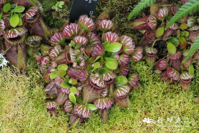 土瓶草 Cephalotus follicularis