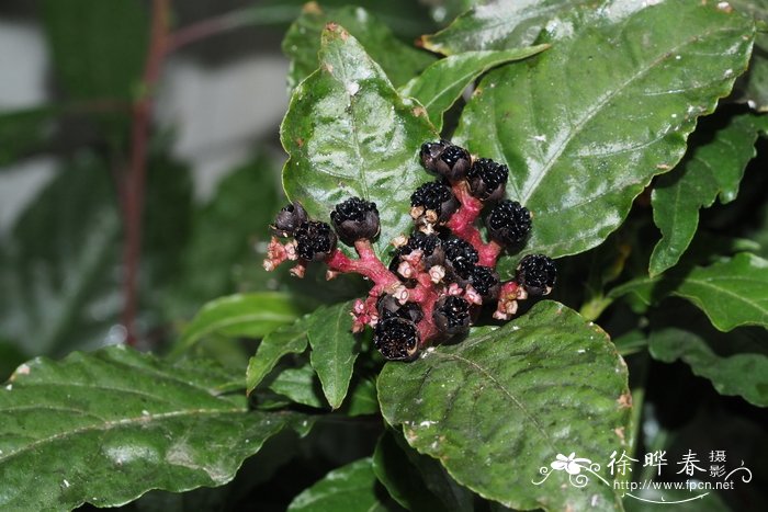 多肋苋 Pleuropetalum darwinii
