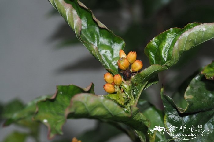 多肋苋 Pleuropetalum darwinii