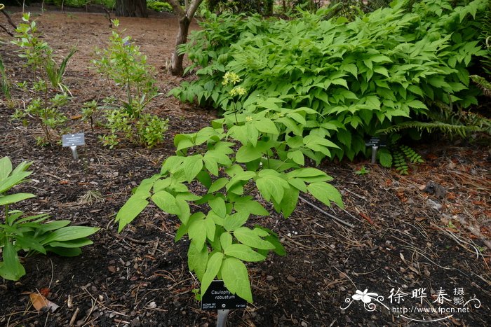 红毛七Caulophyllum robustum