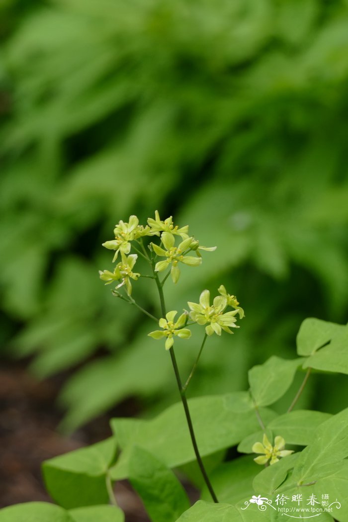 红毛七Caulophyllum robustum