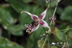 粗毛淫羊藿Epimedium acuminatum
