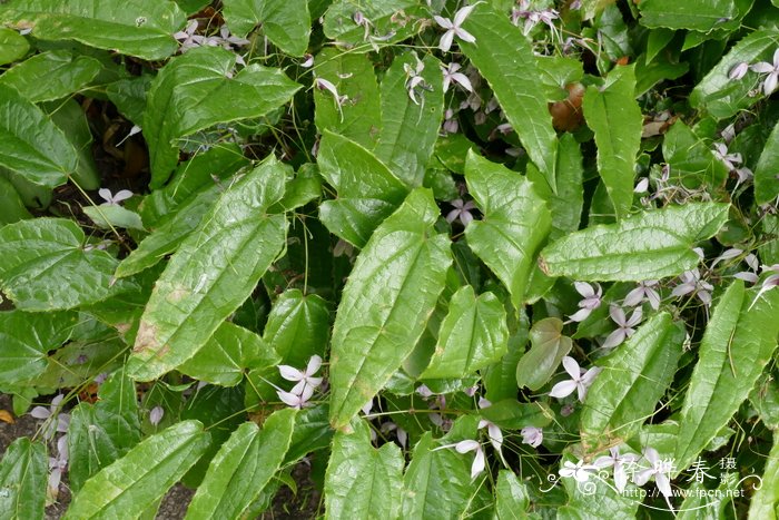 粗毛淫羊藿Epimedium acuminatum
