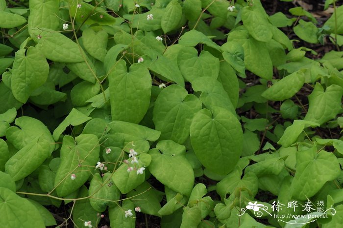 欧洲柔毛淫羊藿Epimedium pubigerum