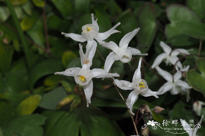 三叶淫羊藿Epimedium trifoliatobinatum