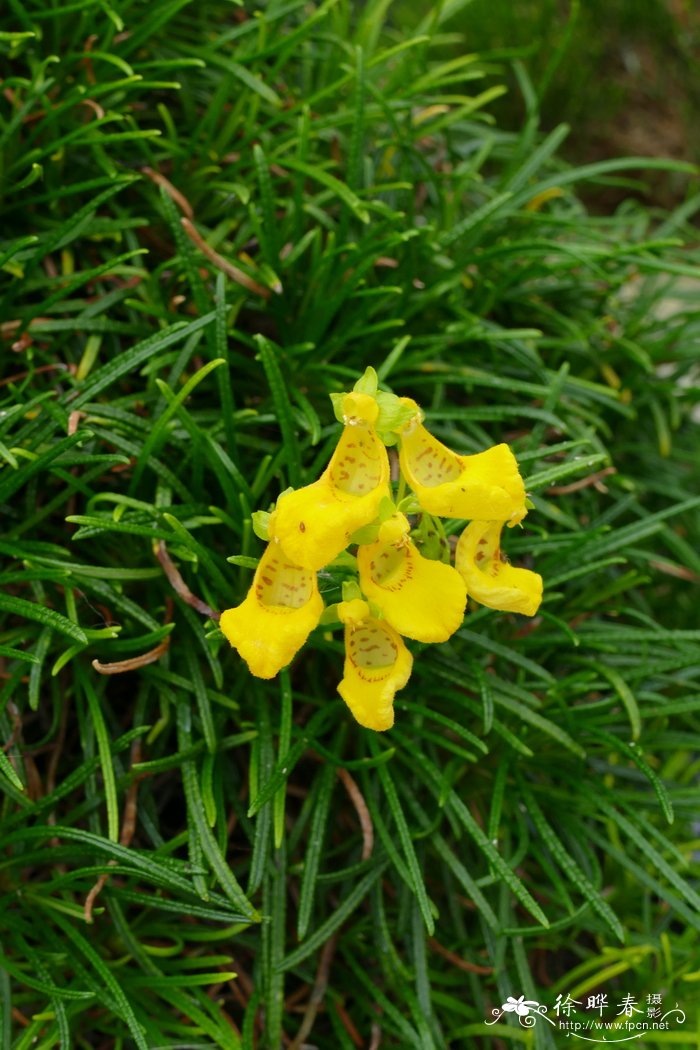 针叶荷包花Calceolaria pinifolia