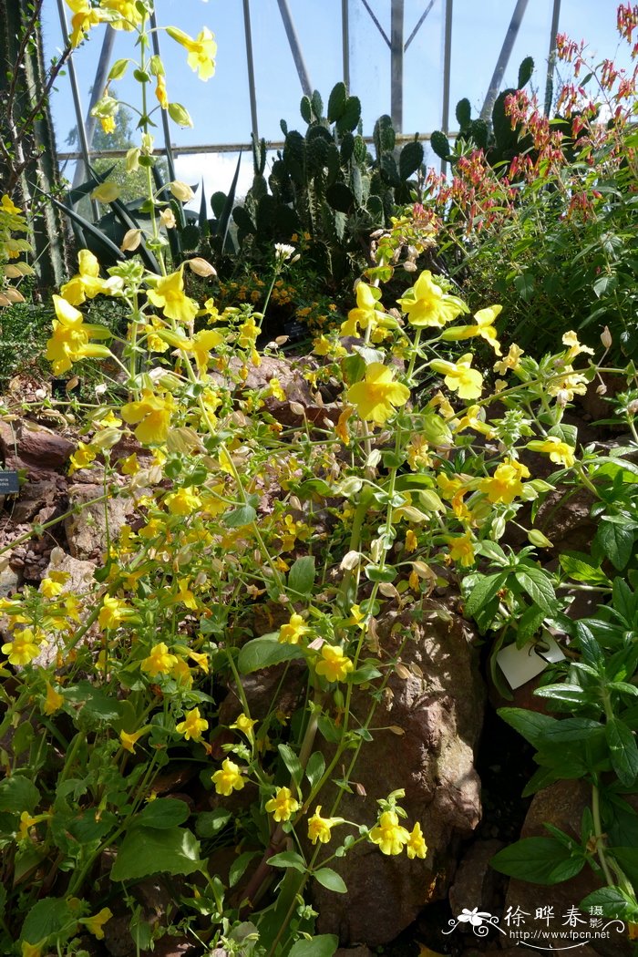 斑花沟酸浆Mimulus guttatus
