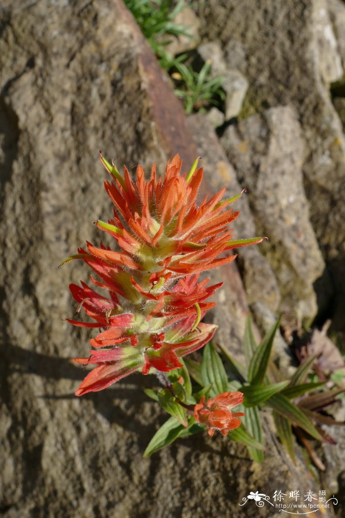 松林火焰草Castilleja applegatei subsp. pinetorum