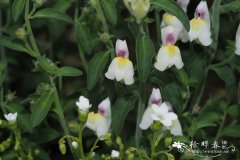 查氏金鱼草Antirrhinum charidemi