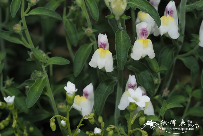 查氏金鱼草Antirrhinum charidemi