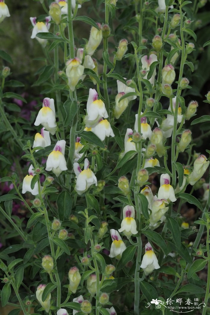 查氏金鱼草Antirrhinum charidemi