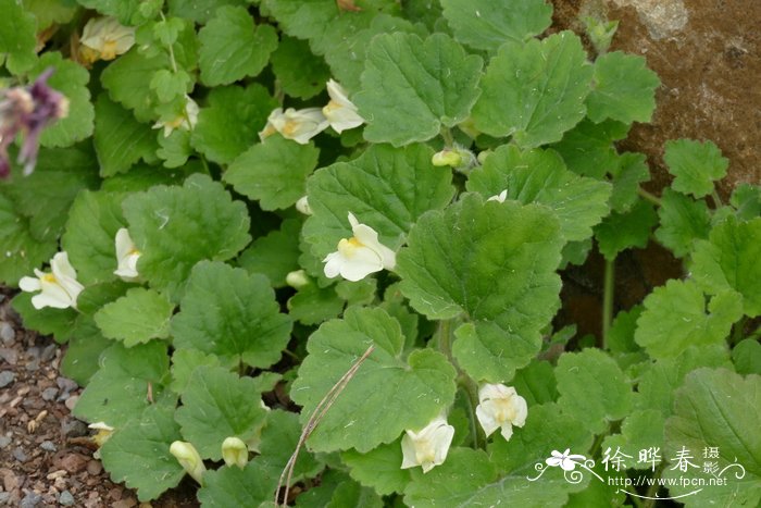 蔓金鱼草Asarina procumbens