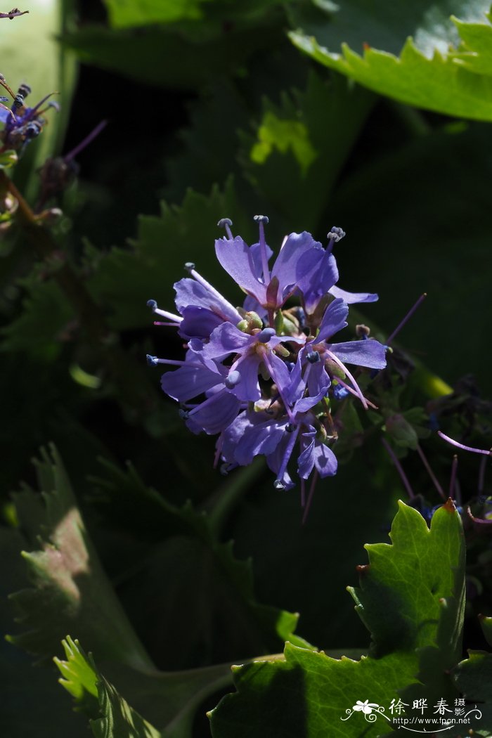 星芒猫尾草Synthyris missurica var. stellata