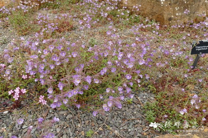 牛至叶毛彩雀Chaenorhinum origanifolium
