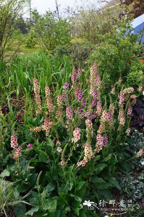 海伦约翰逊毛蕊花Verbascum 'Helen Johnson'