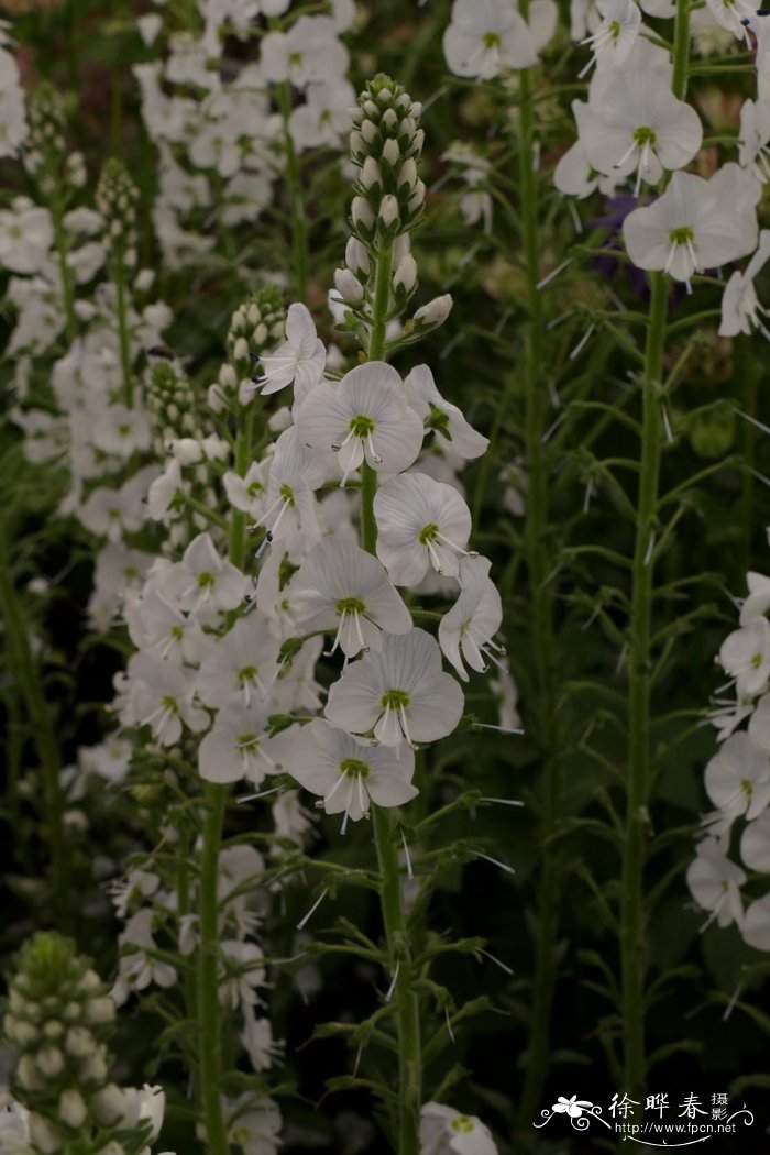 '白花'龙胆婆婆纳 Veronica gentianoides 'Tissingtan White'