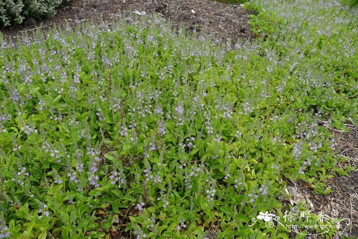 药用水苦荬Veronica officinalis