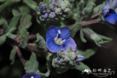 东方婆婆纳Veronica orientalis