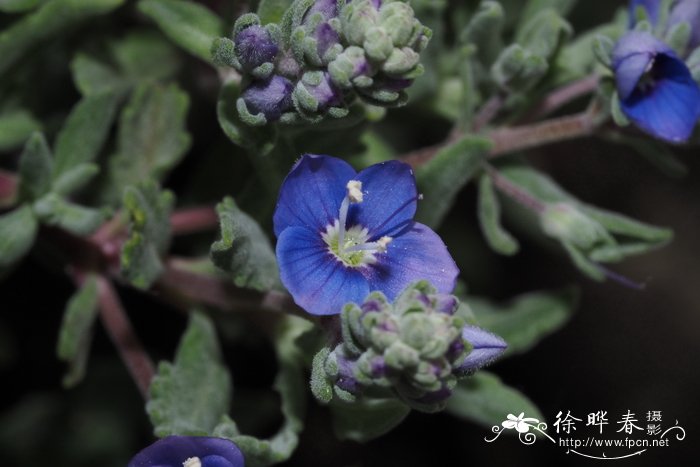东方婆婆纳Veronica orientalis