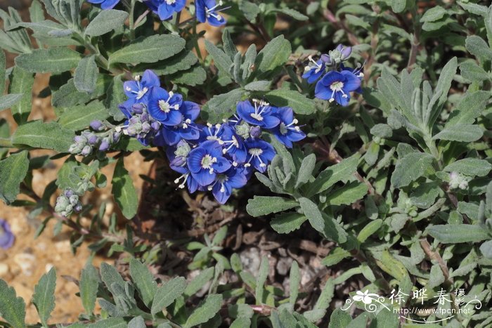 东方婆婆纳Veronica orientalis