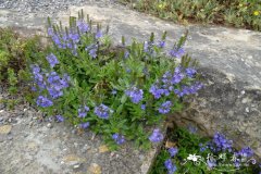 平卧婆婆纳Veronica prostrata