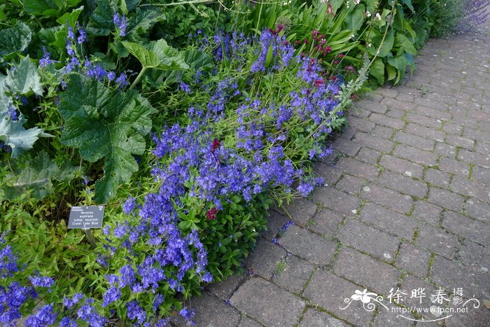 草本花卉玄参科婆婆纳属  "陨湖蓝"卷毛婆婆纳veronica teucrium "