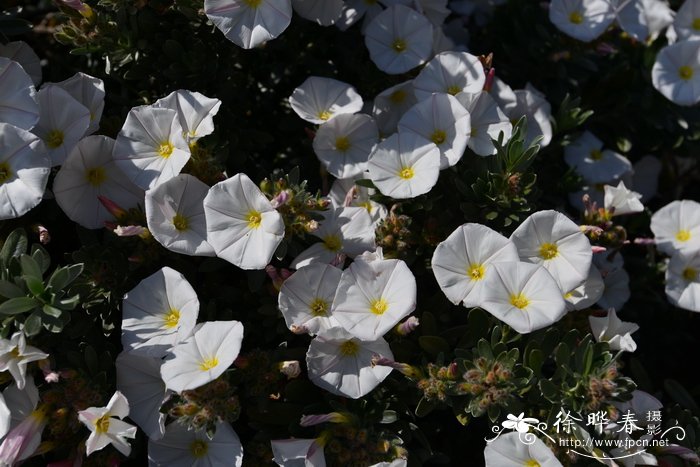 银旋花Convolvulus cneorum