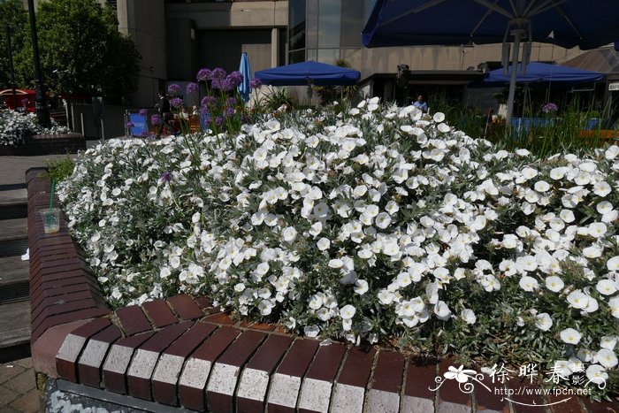 银旋花Convolvulus cneorum